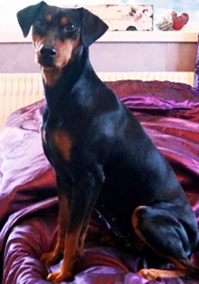 Pinscher